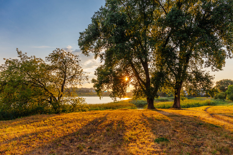 Tereny leśne na Płaszowie