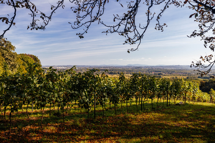 Winnica Srebrna Góra - Kraków Zwierzyniec