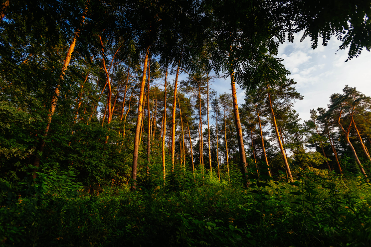 Las Borkowski Kraków Łagiewniki Borek Fałęcki