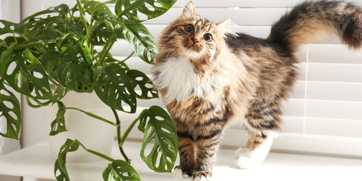 Rośliny bezpieczne dla kota – co można spokojnie wybrać do mieszkania?