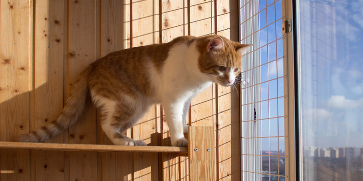 Zabezpieczenie balkonu dla kota